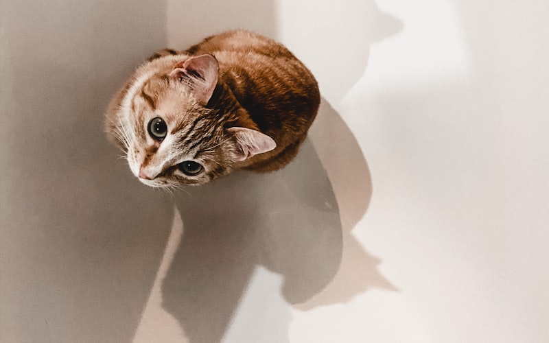 加菲猫腹部膨大的现象正常吗？插图