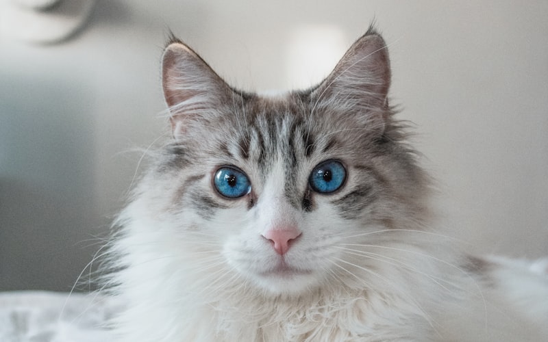 布偶猫的耳朵毛发可以修剪吗？插图