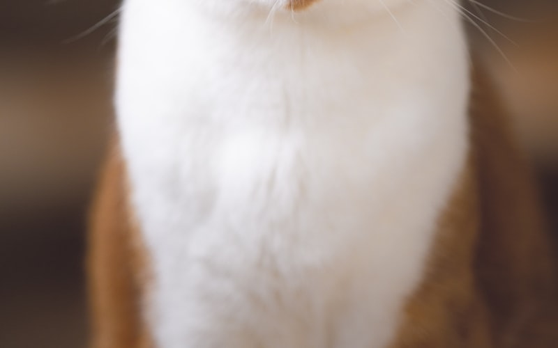 猫杯状病毒感染诊断与治疗策略插图