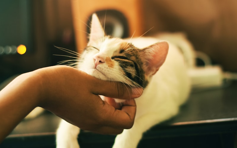 加菲猫的鼻子干裂是健康问题吗？插图