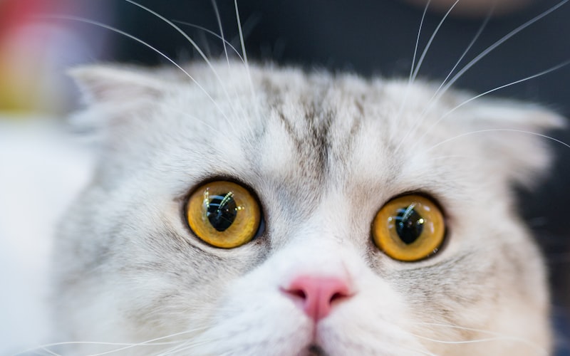 猫咪皮肤解剖学与生理学基础知识插图