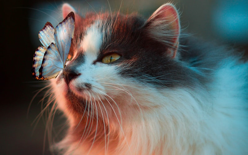 猫咪呕吐未消化的猫粮怎么办？插图