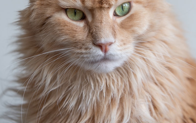 折耳猫行为调整：训练猫咪避免抓挠家具的方法与技巧插图