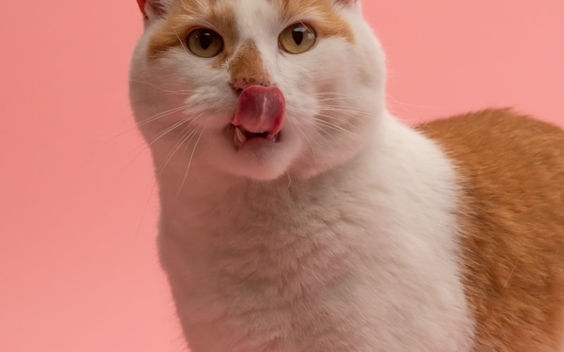 猫咪三联疫苗的定义与作用插图