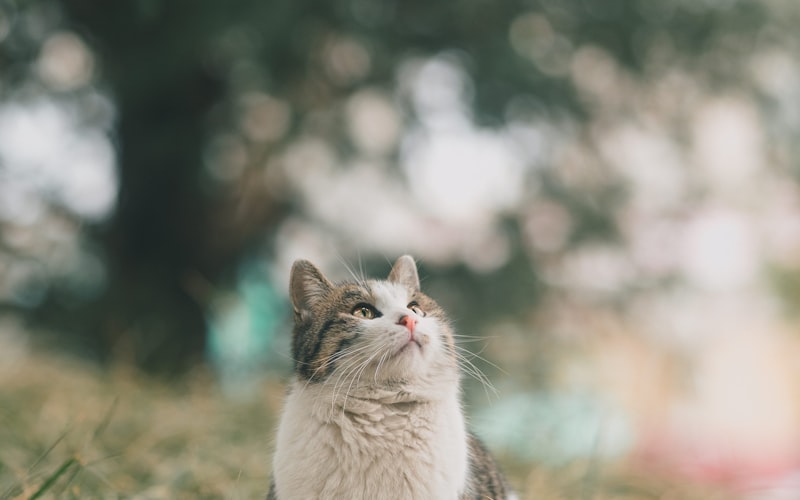 如何快速有效地去除猫身上的跳蚤？简单几招解决烦恼！插图