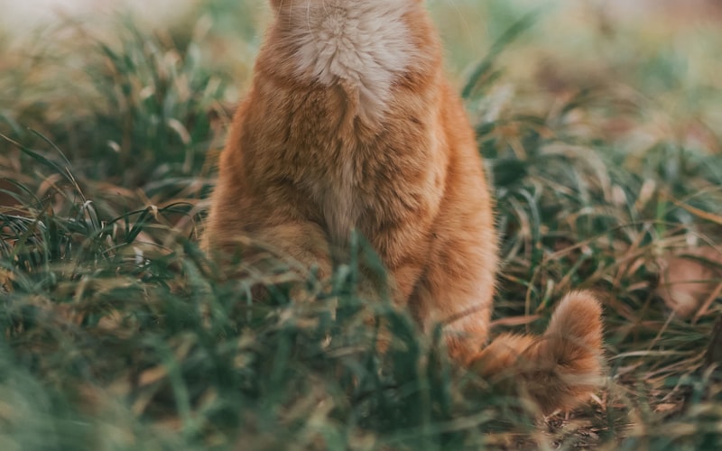 探究英国短毛猫的寿命：如何帮助它们健康长寿插图