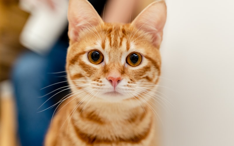 猫耳螨反复发作？掌握正确治疗方法，无需担忧！插图