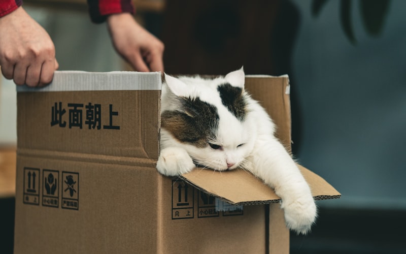 猫咪常见疾病有哪些？主人应如何预防？插图