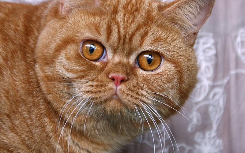 猫咪肝病后的营养管理与支持治疗插图