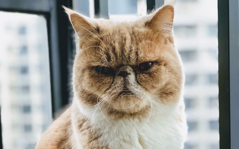 探索猫的喂食规律：是否需要固定时间？猫的科学喂食时间与次数指南插图