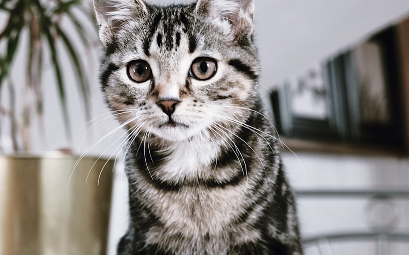 对比分析：金吉拉与布偶猫，谁更适合初次养猫的你？插图