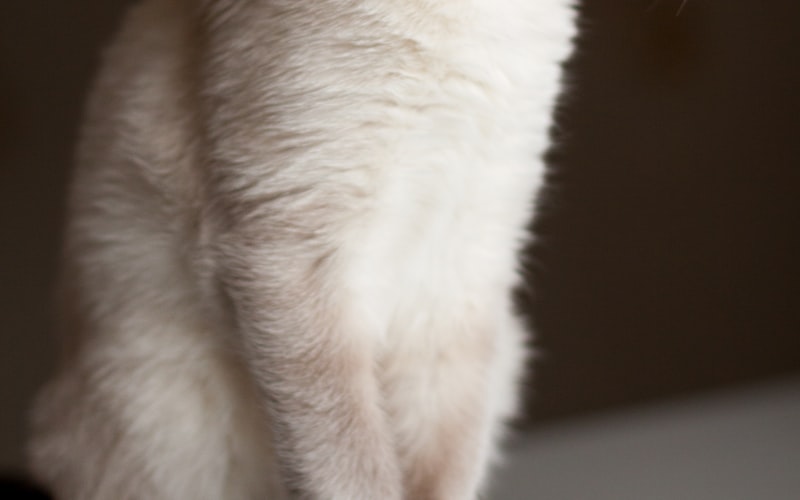 如何应对猫咪的随意排泄行为？插图