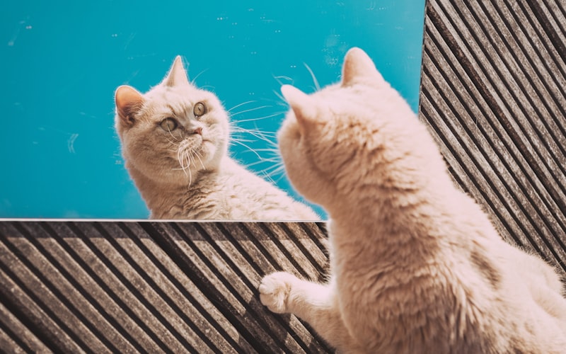 猫咪行为训练：阻止家具抓痕的策略插图