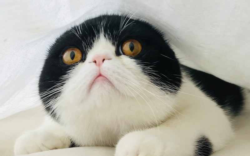 探秘野生与驯养：虎猫的独特繁衍周期及孕育时长插图