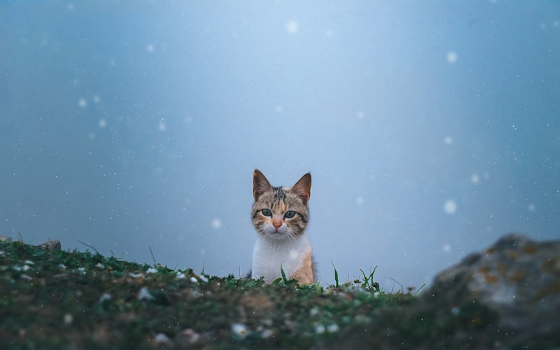 加菲猫换牙期间的人工干预：必要性与妥善照顾指南插图