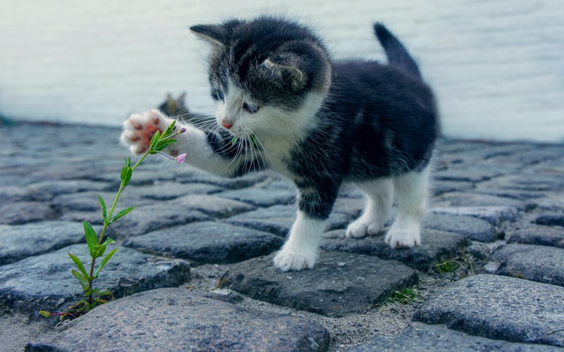 如何识别猫咪中毒症状及相应处理措施？插图