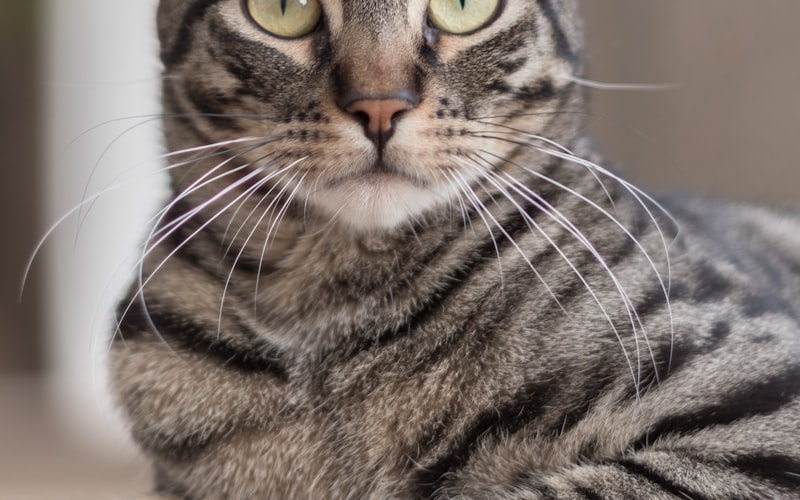 培养猫咪正确如厕行为插图