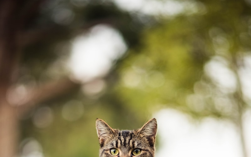 如何快速有效地治疗猫咪耳螨？亲身经验分享！插图