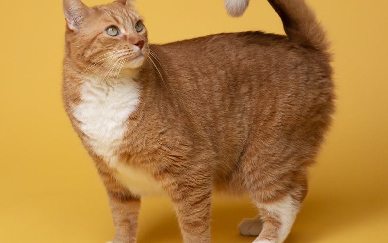 异国短毛猫：捕鼠能力探究与事实解析插图