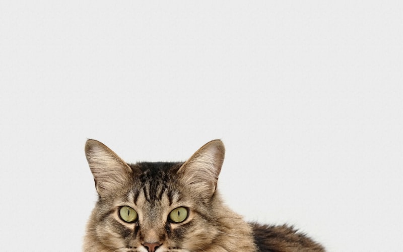 教猫咪理解并响应’来’的指令插图