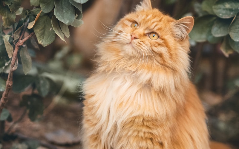 猫狂犬病发病率升高的原因是什么？插图