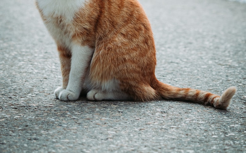猫咪腹泻且排泄物气味强烈，这是正常现象吗？插图