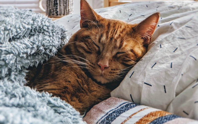 全方位指南：波斯猫的精致生活——从日常护理到专业饲养技巧插图