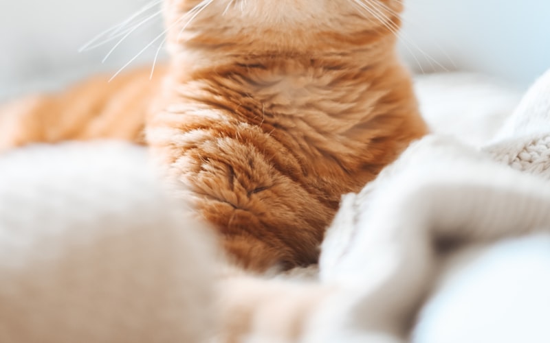 金吉拉猫咪发情期管理：唯一有效的解决方案插图