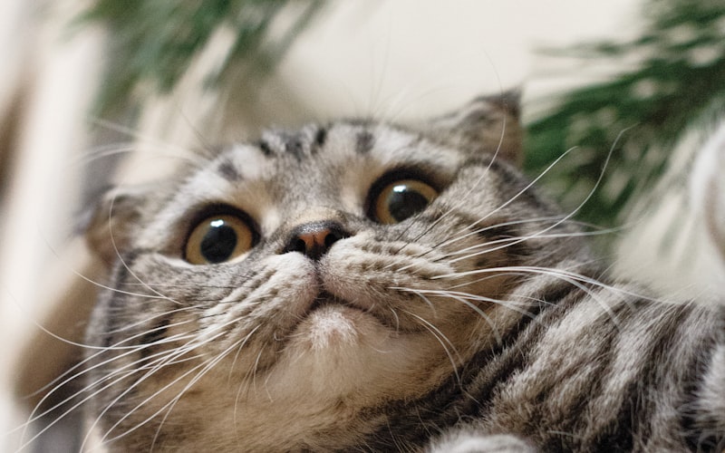如何应对猫咪耳螨？新手养猫者必备指南！插图