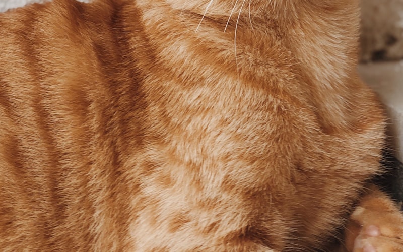 猫咪蛔虫感染知识解析插图