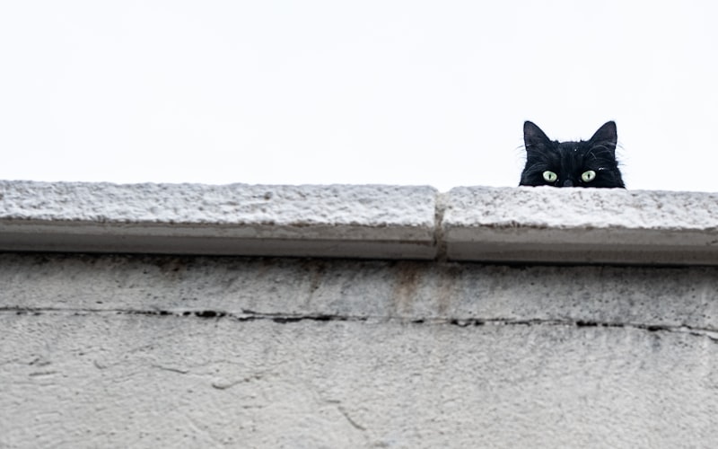训练猫咪识别并响应其名字的指令插图