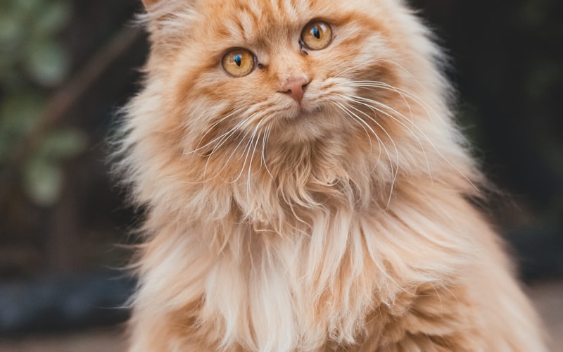 猫咪无法排出毛球危害大！WOWO化毛膏有效化解毛球问题插图