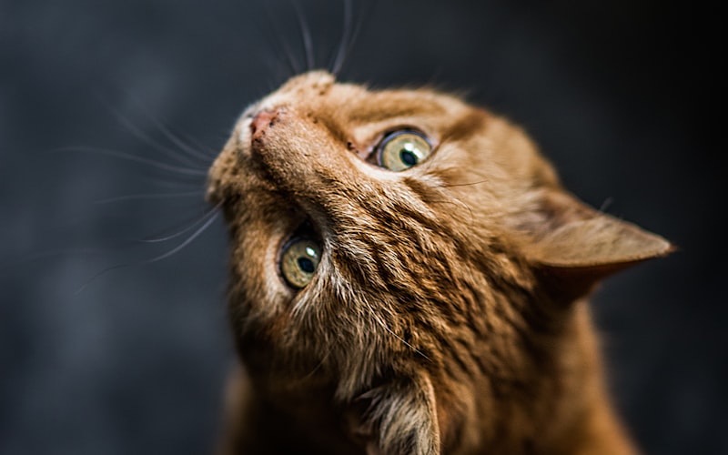 保护您的猫咪免受细菌侵害插图