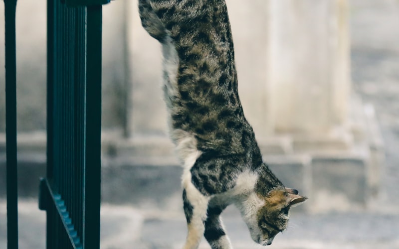 美国短毛猫食用鱿鱼后出现腹泻问题：原因与解决方法探讨插图