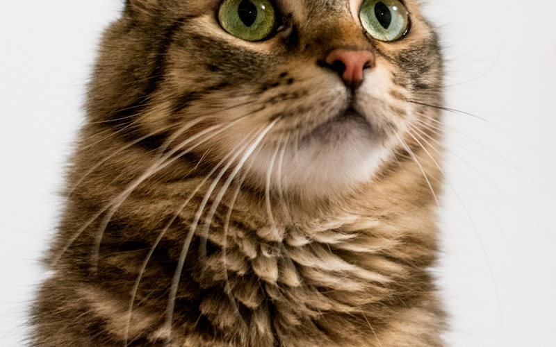 猫狂犬病症状与预防措施插图