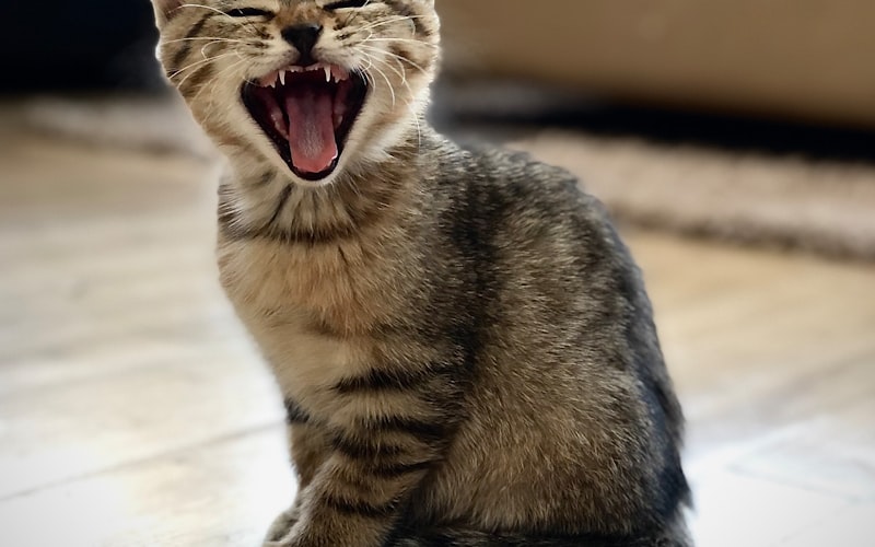 如何防止猫咪玩耍电线以避免潜在的安全隐患插图