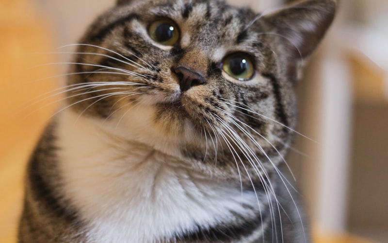 如何纠正加菲猫的啃咬行为？插图