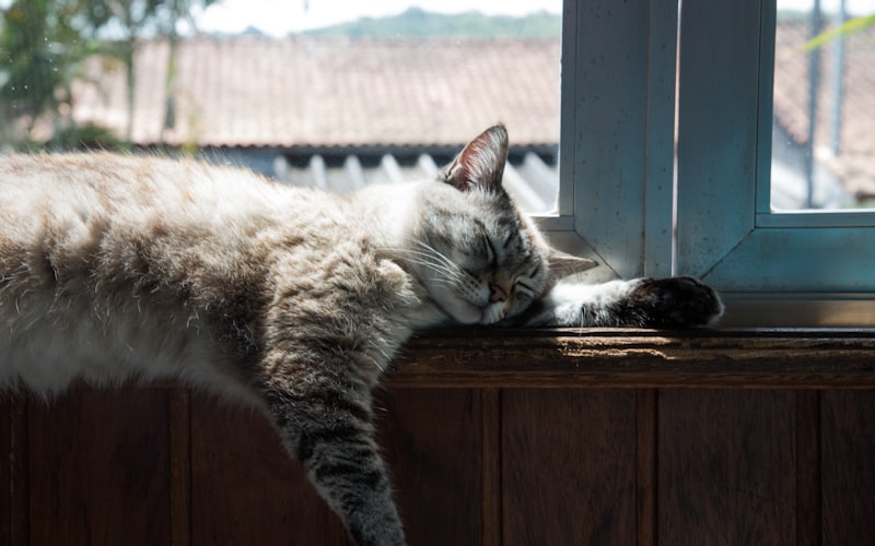 猫身上的寄生虫是否会传染给人类？以及如何有效地进行驱虫？插图