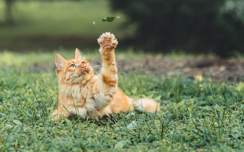 如何训练英国短毛猫？插图