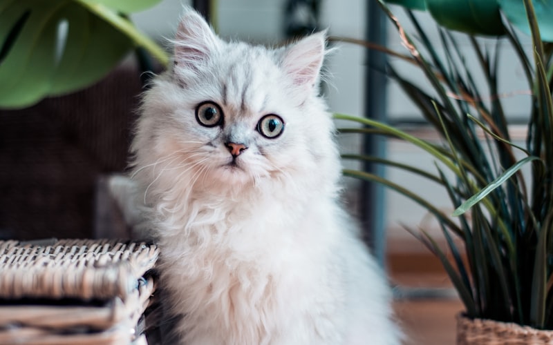加菲猫打嗝现象探究：那可爱的抽动是怎么回事呢？插图
