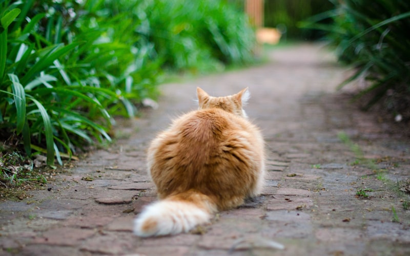 探究猫科动物的本能：猫为何拥有捕捉老鼠的天赋本能插图
