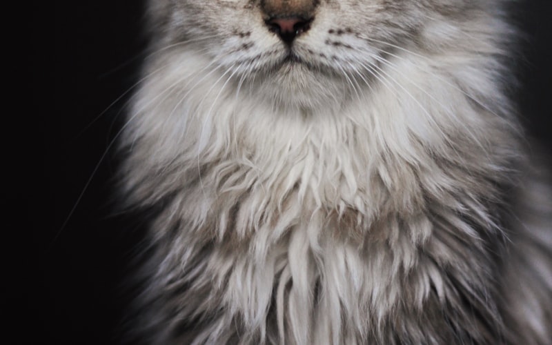 训练猫咪跳圈技巧的方法论插图