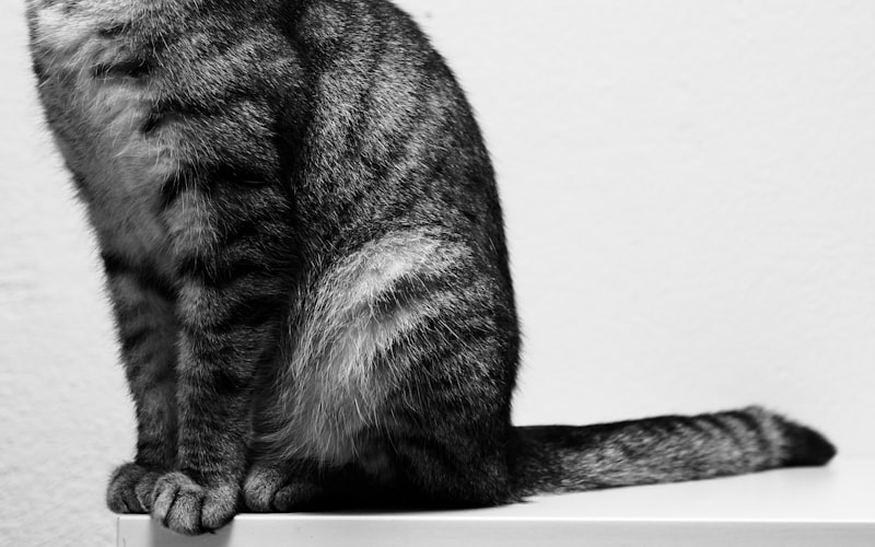 猫草与化毛膏大比拼：哪种更有利于猫咪健康？插图