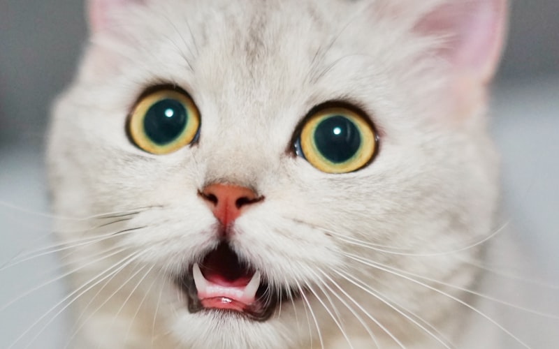 精心挑选：确保加菲猫健康的关键——全面解析猫粮选择要点插图