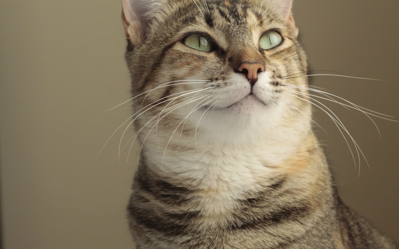 揭秘加菲猫：为何不宜饲养？三大健康挑战解析插图