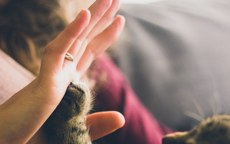 狂犬病感染的猫咪会出现哪些症状？插图