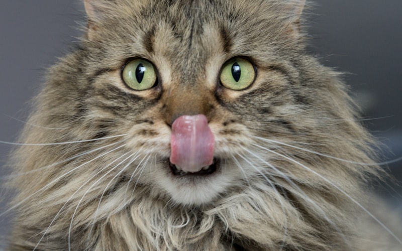 探究猫咪为何恐惧黄瓜：真相揭秘与动物行为解析插图