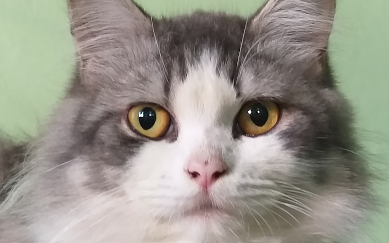 探究纯种埃及猫市场价值：从几千到万元，揭秘影响埃及猫价格的因素插图