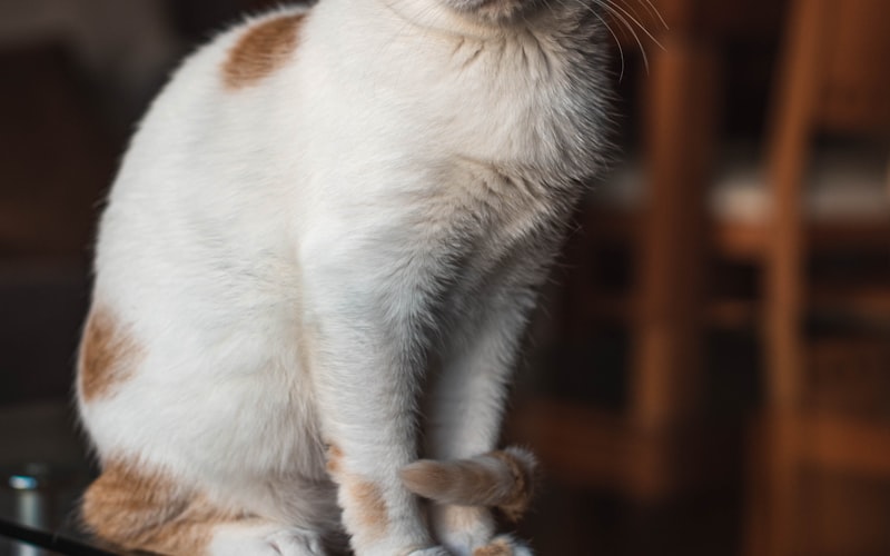 揭示真相：养育英国短毛猫的全面预算分析插图