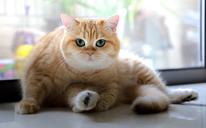 猫咪便秘的迹象及应对方法插图